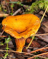 Plancia ëd Austropaxillus infundibuliformis (Cleland) Bresinsky & Jarosch 1999