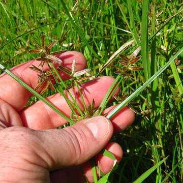 Image of slender flatsedge