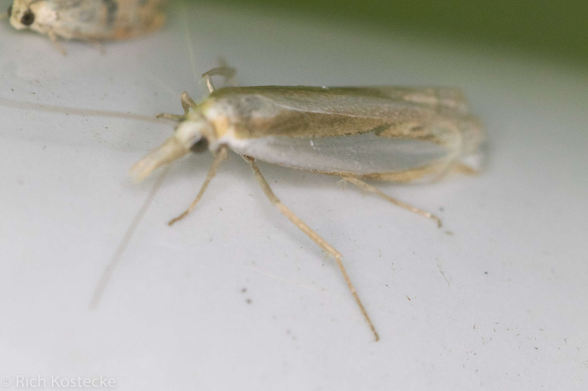 Image of Crambus harrisi Klots 1967