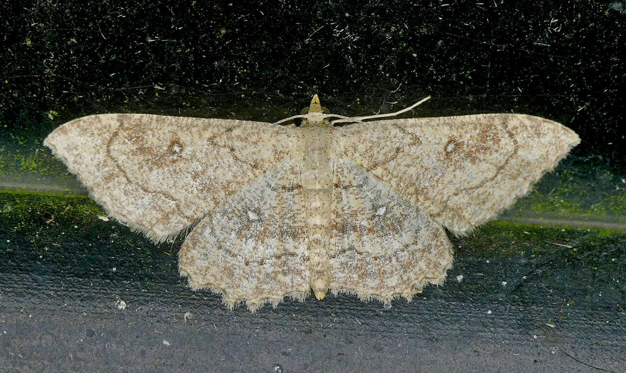 Image of Cankerworm