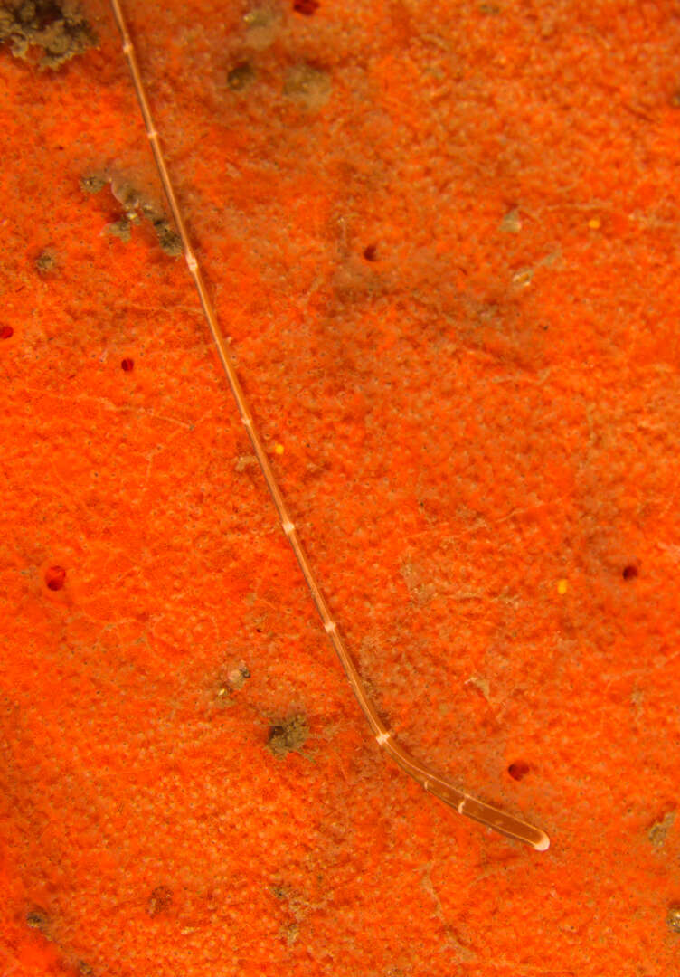 Image of football Jersey worm