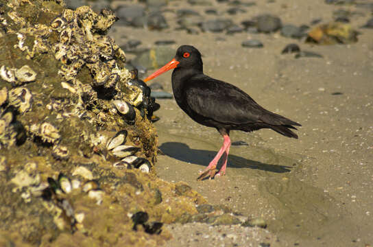 Image of Variable Oystercatcher