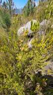 Image of Leucadendron uliginosum subsp. glabratum I. J. M Williams