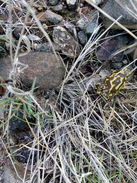 Image of Globular Frog