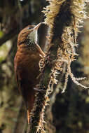 Image of Fulvous-dotted Treerunner