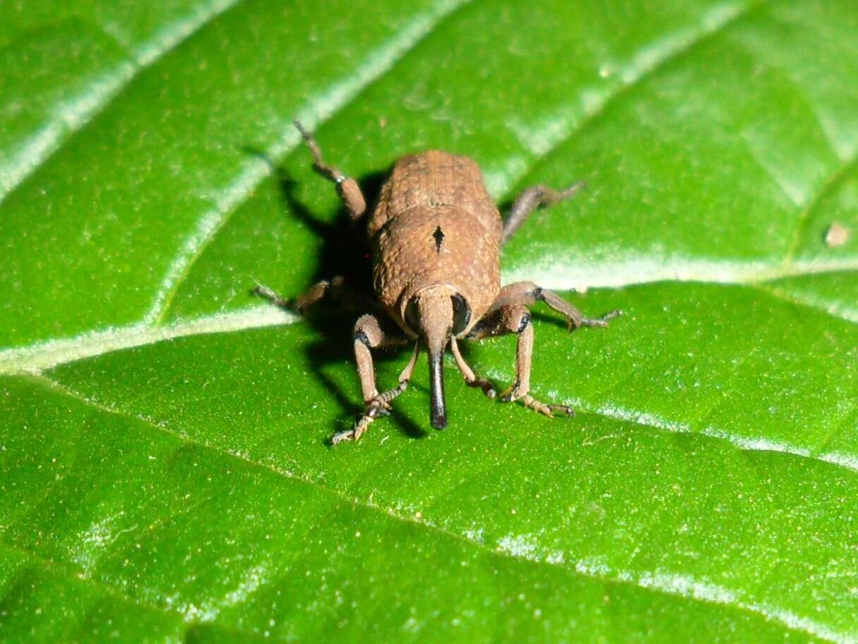 Imagem de Sphenophorus rusticus Gyllenhal 1838