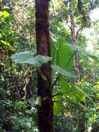 Image of Philodendron pterotum K. Koch & Augustin