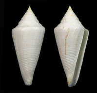 Image of Conus coltrorum (Petuch & R. F. Myers 2014)