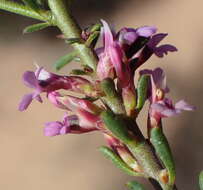 Image of Muraltia dispersa Levyns