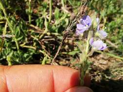 Image of Veronica pectinata L.