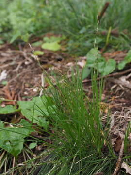 Image of Carex lanceolata Boott