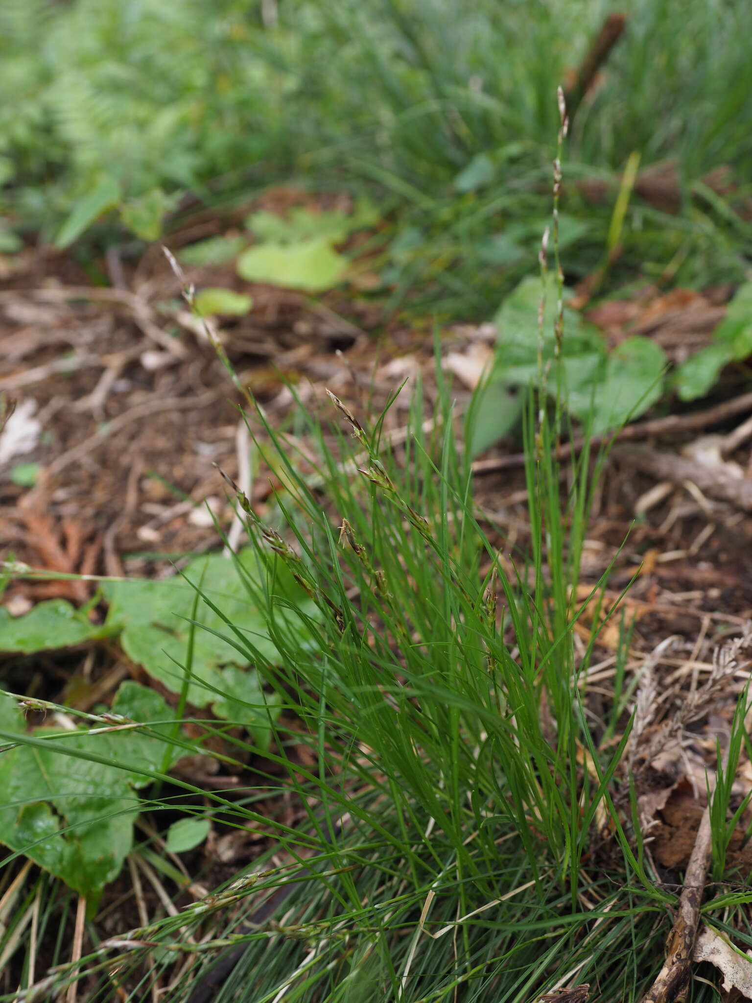 Image of Carex lanceolata Boott