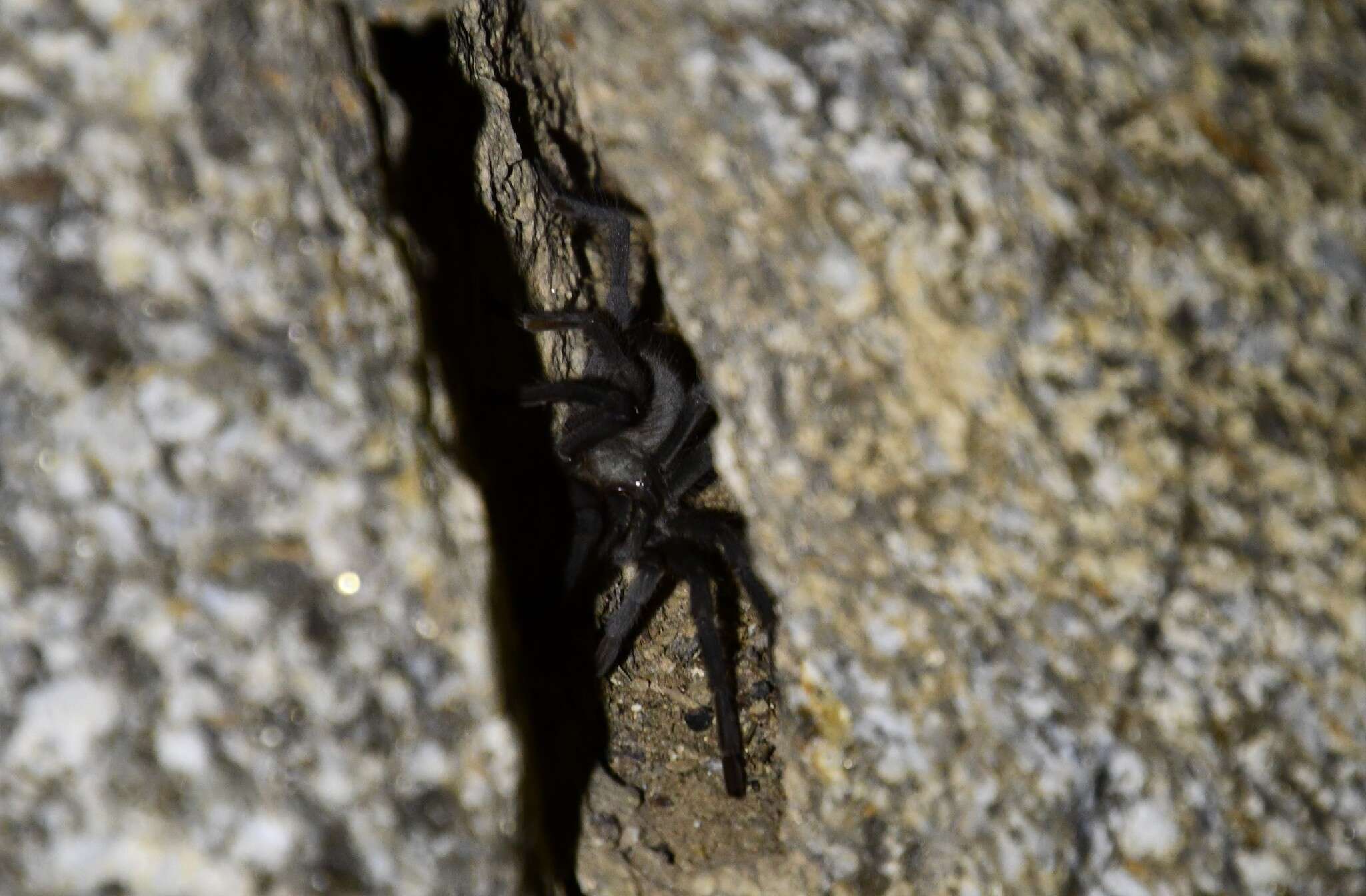 Image de Aphonopelma xwalxwal Hamilton 2016