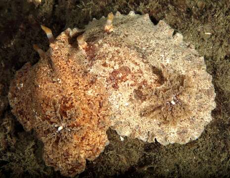 Image of Platydoris sabulosa Dorgan, Valdés & Gosliner 2002