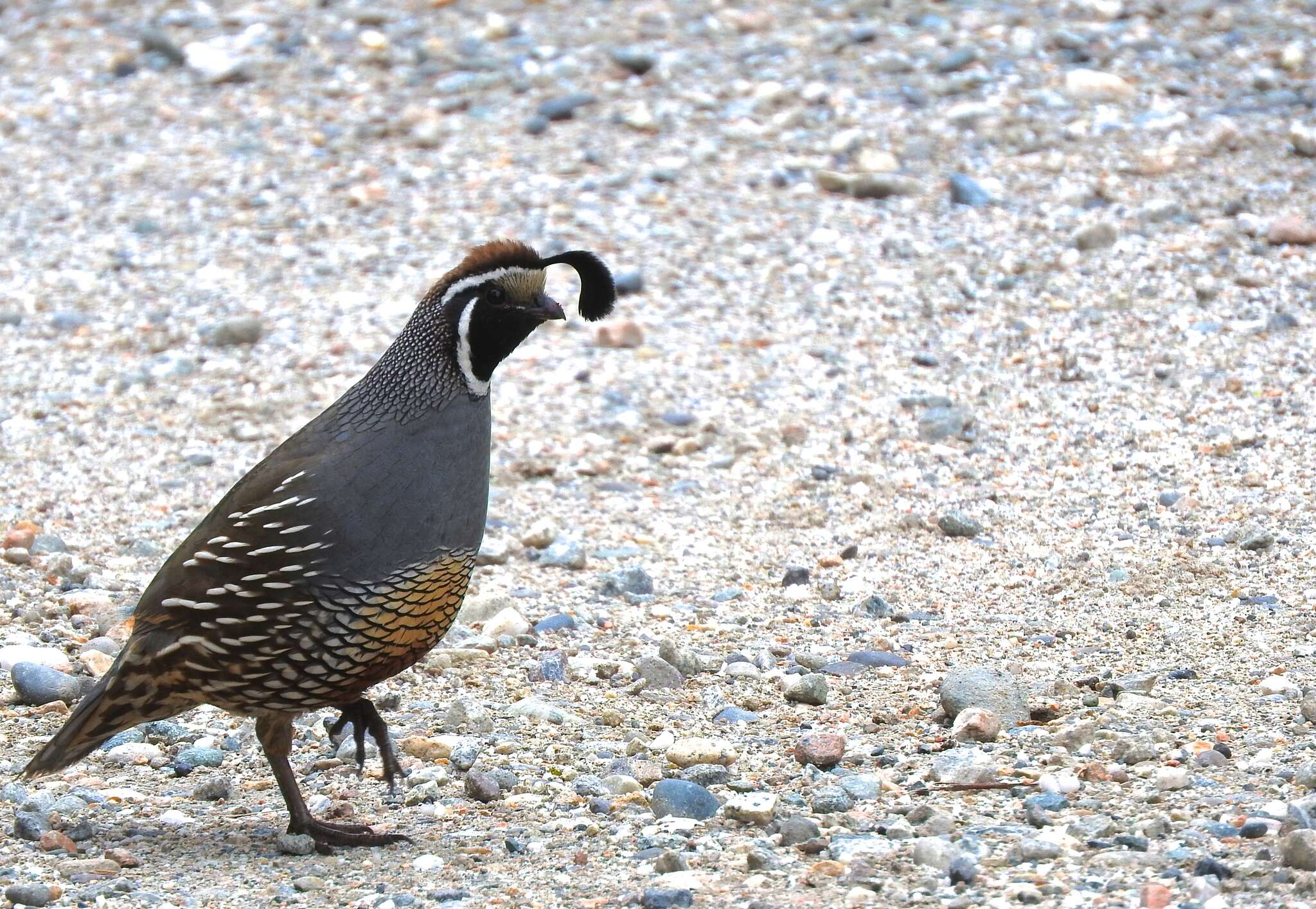 Image of Callipepla californica californica (Shaw 1798)