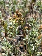 Image of timberline sagebrush