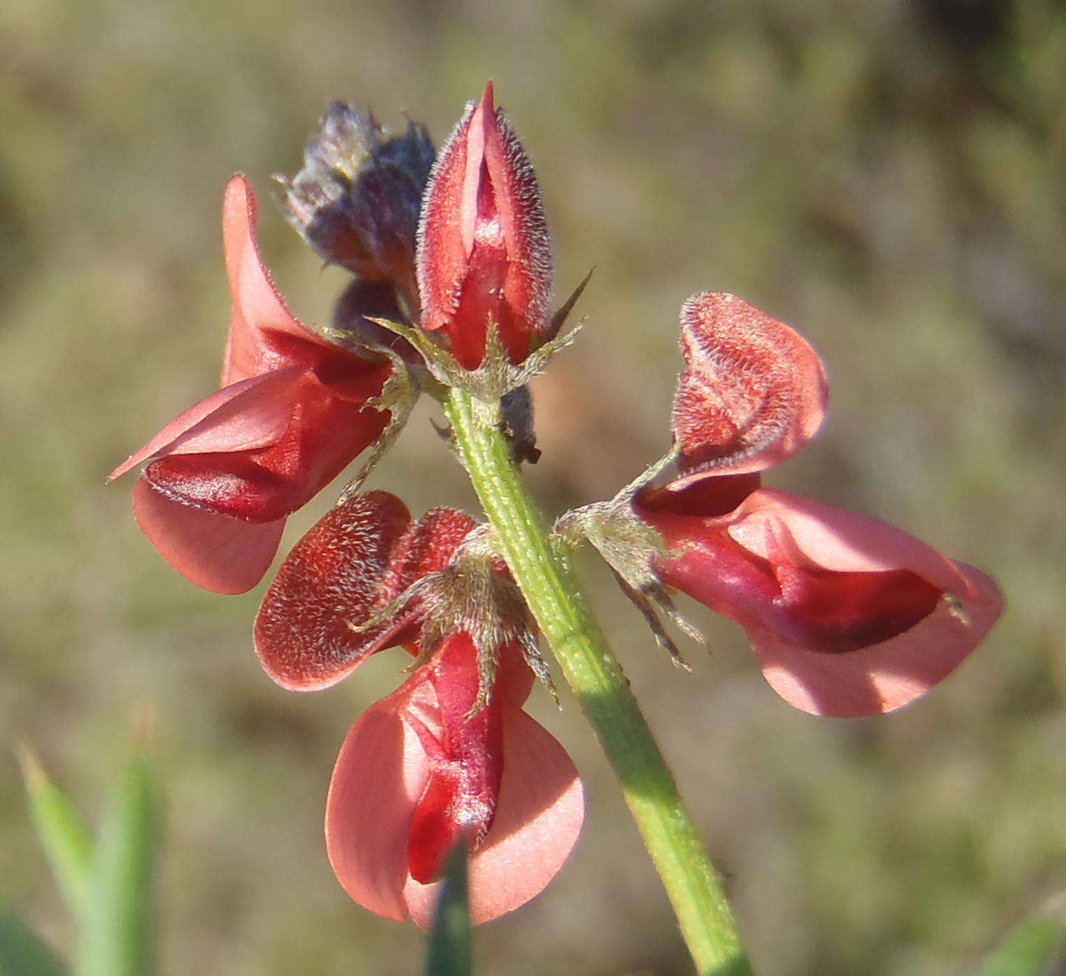 Image of Indigofera heterophylla Thunb.