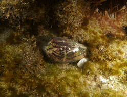 Image of Anemone Cone