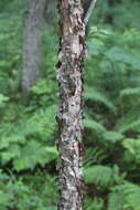 Image de Betula dauurica