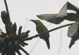 Imagem de Aulacorhynchus albivitta lautus Bangs 1898