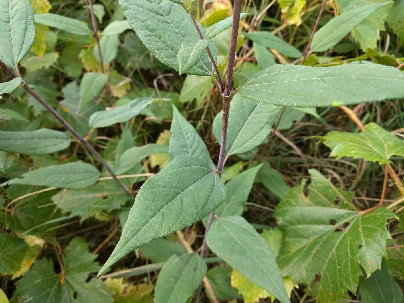 Imagem de Helianthus strumosus L.