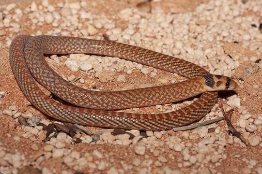 Image of Western hooded scaly-foot