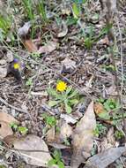 Image of Dwarf dandelion