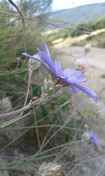 Image of Cupid's dart