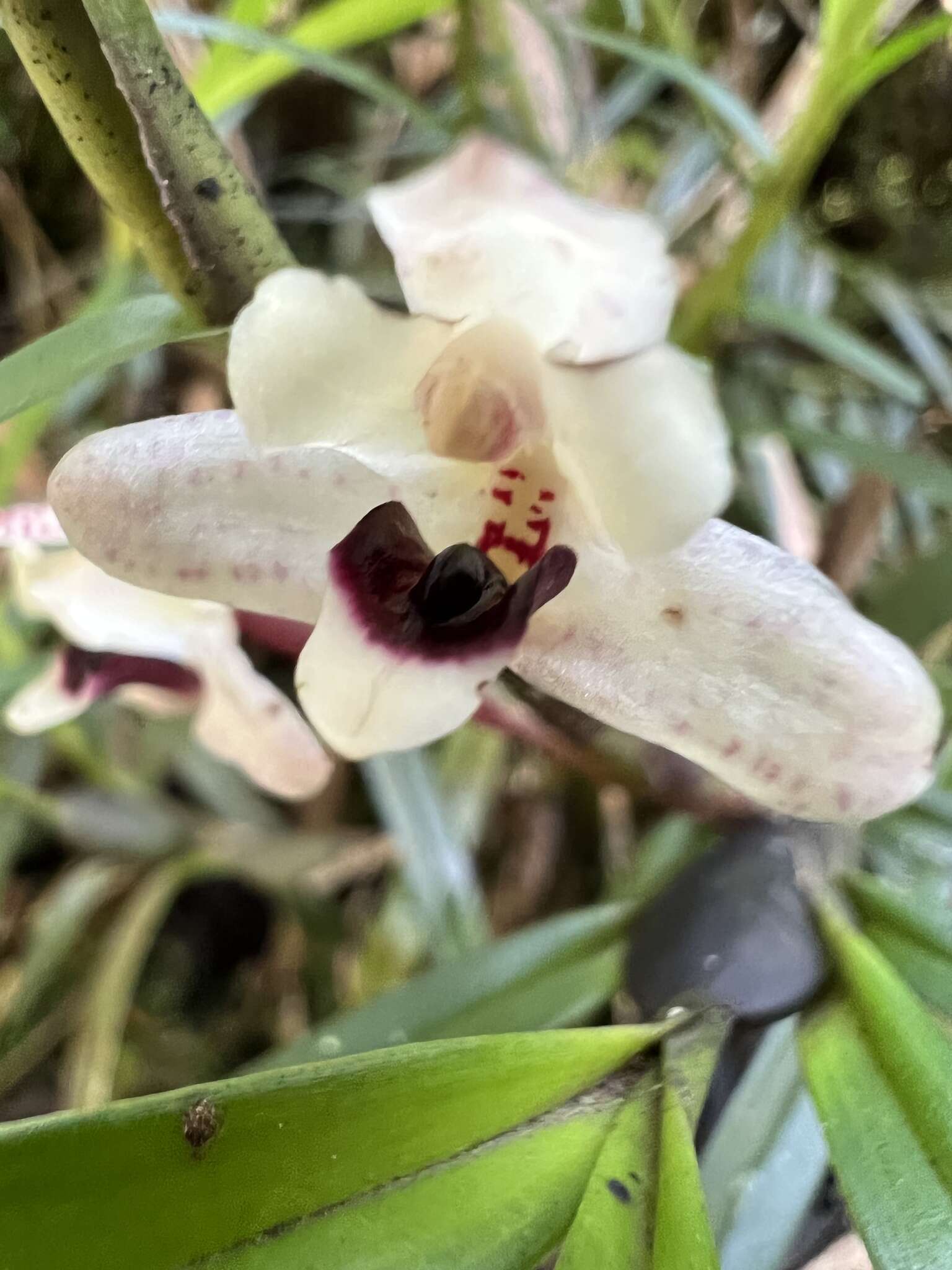 Image of Maxillaria lawrenceana (Rolfe) Garay & Dunst.