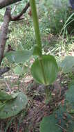 Imagem de Epipactis helleborine subsp. orbicularis (K. Richt.) E. Klein