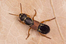 Image of Imperial rove beetle