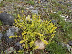 Image of Cruciata taurica subsp. taurica