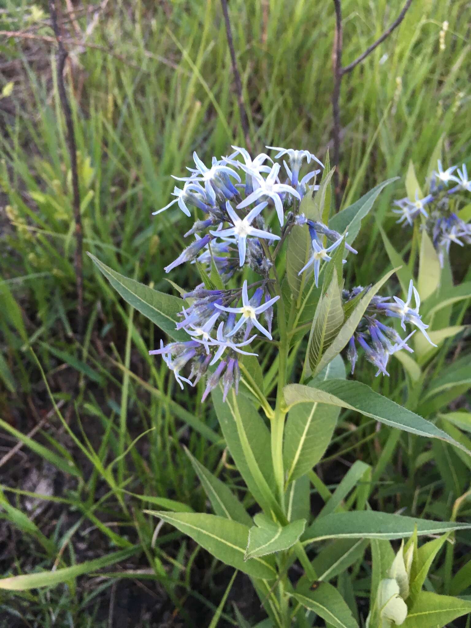 Image de Amsonia tabernaemontana var. salicifolia (Pursh) Woodson