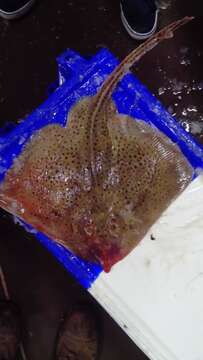 Image of Spotted Ray