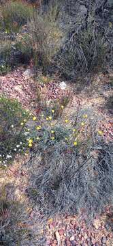 Image de Helichrysum hebelepis DC.