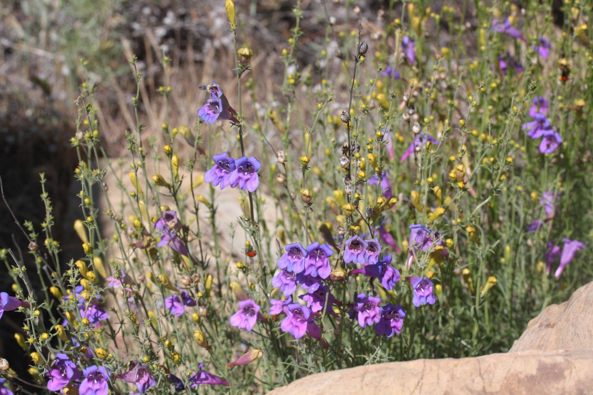 Image of bunchleaf penstemon