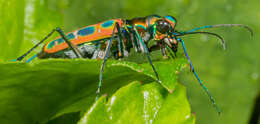 Imagem de Cicindela (Cosmodela) barmanica Gestro 1893