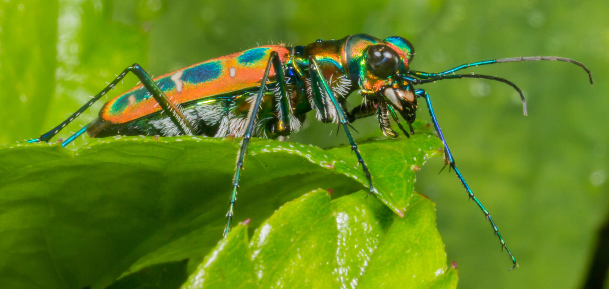 Imagem de Cicindela (Cosmodela) barmanica Gestro 1893