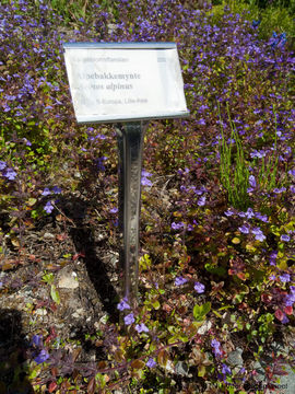 Image of alpine basil thyme
