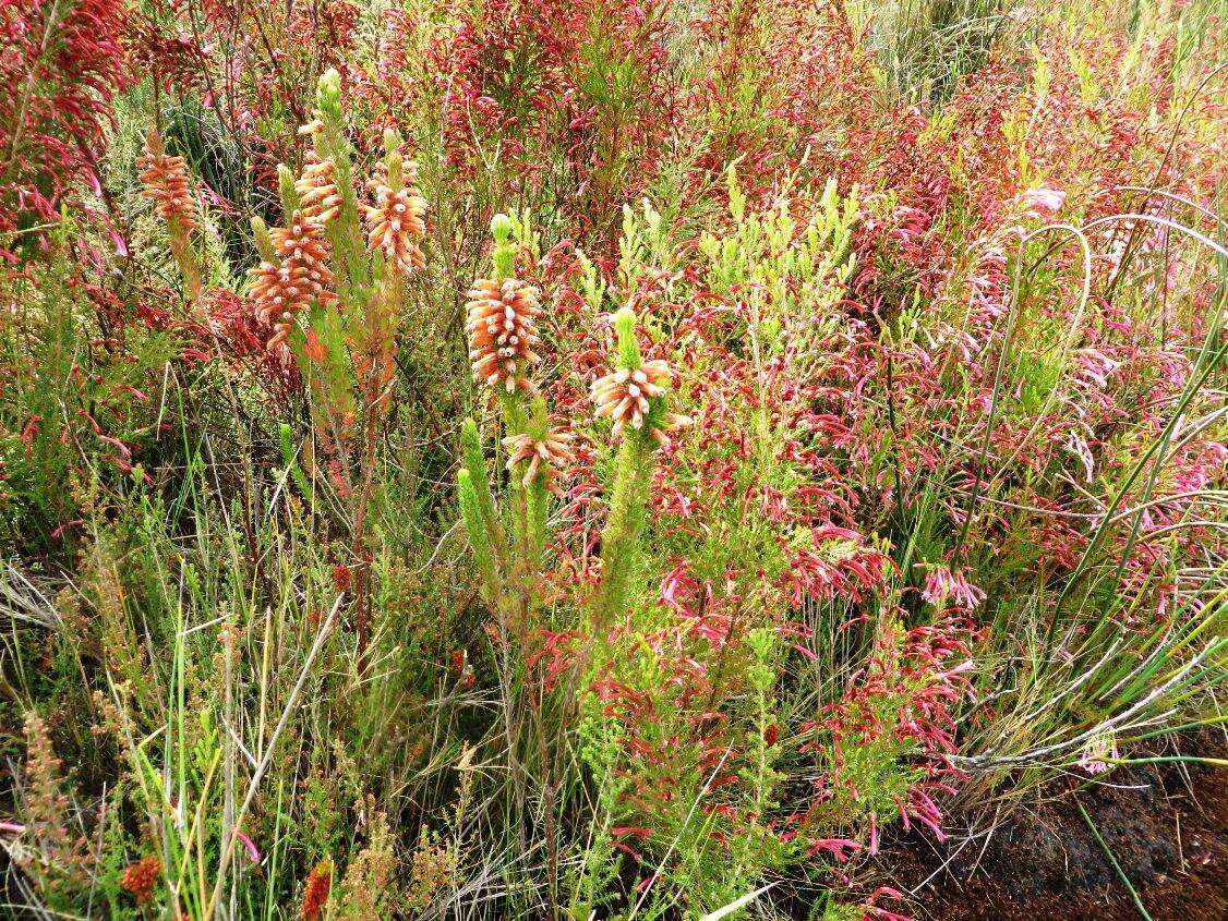 Image of Erica xanthina Guthrie & Bolus