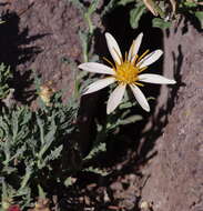 Image of Mutisia sinuata Cav.