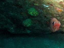 Image of pinecone fishes