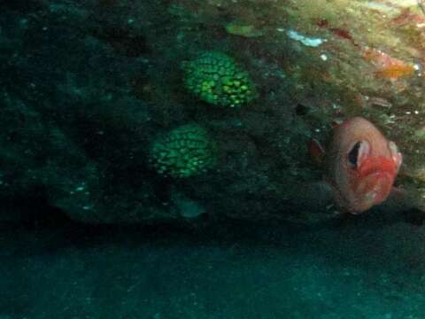 Image of pinecone fishes