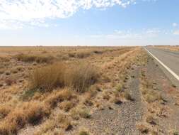 Слика од Eragrostis australasica (Steud.) C. E. Hubb.