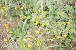 Image of Melampodium cupulatum A. Gray