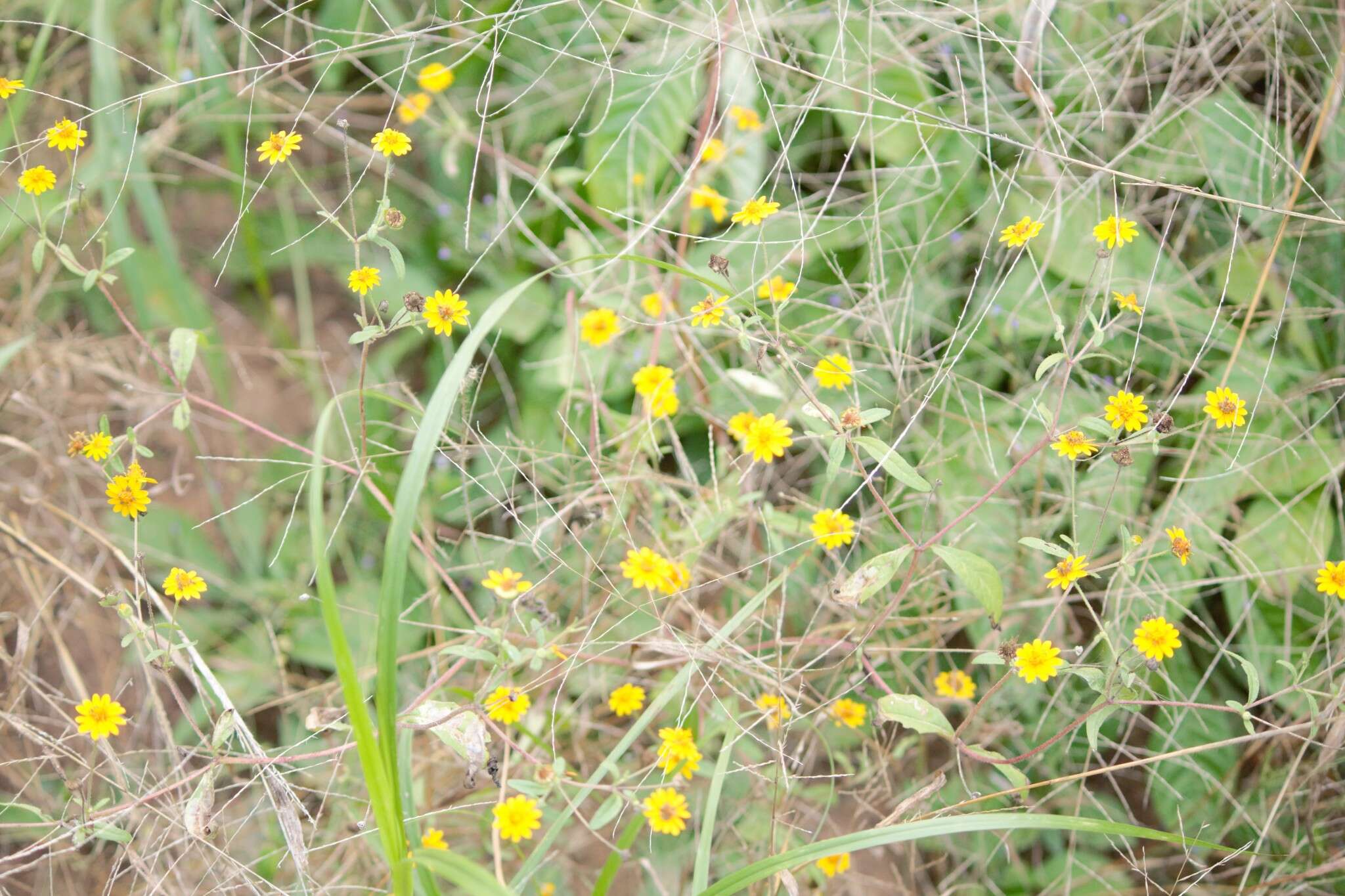 Image of Melampodium cupulatum A. Gray