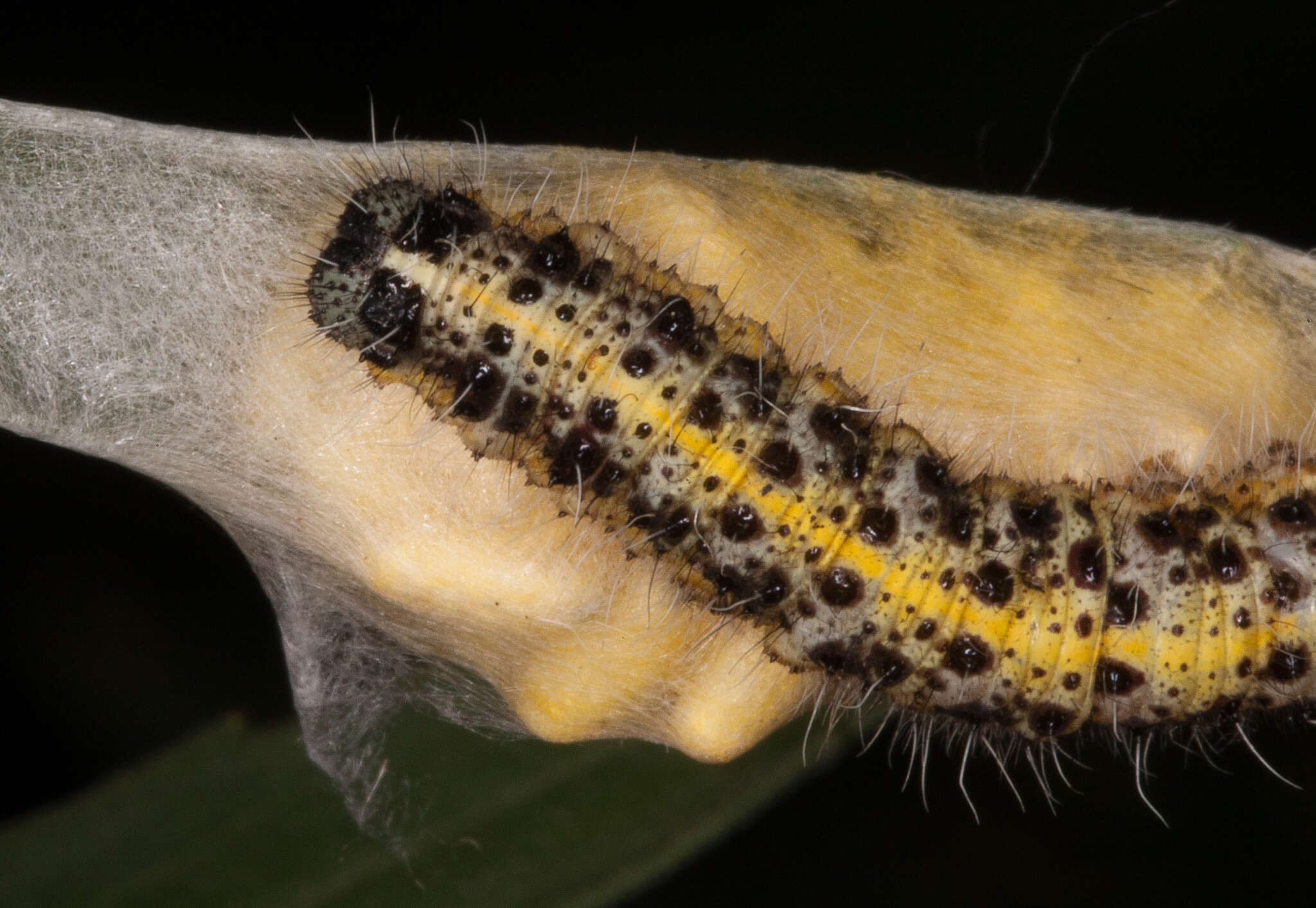 Image of Cotesia glomerata bracovirus