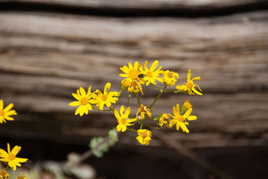 Image of Oak Creek ragwort