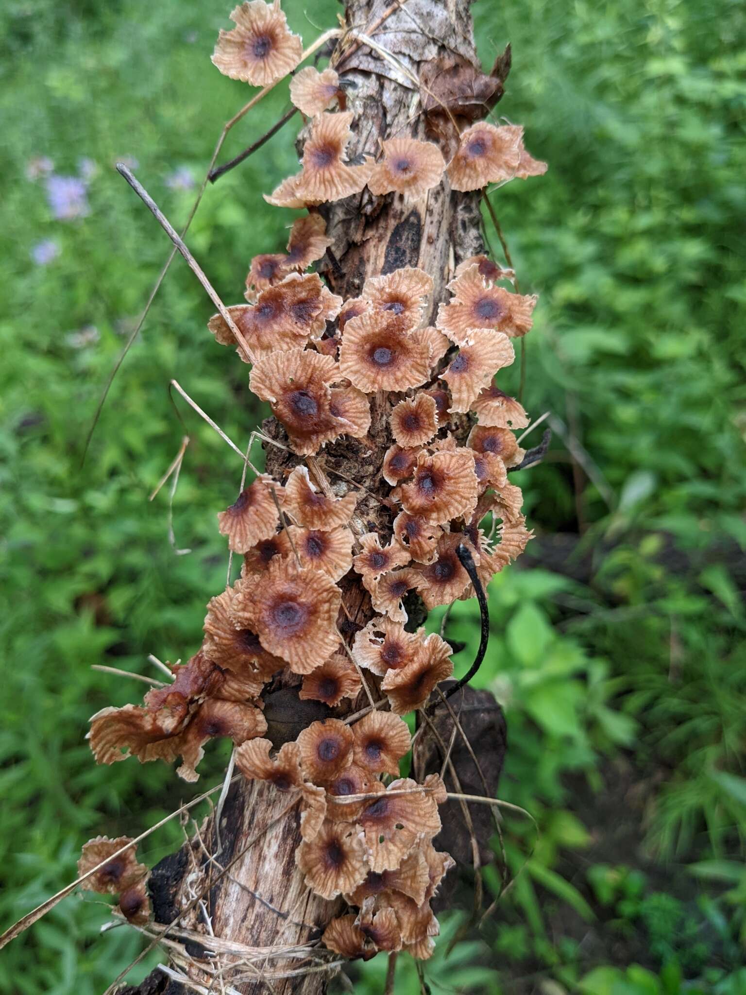 Image of Gymnopus foetidus (Sowerby) P. M. Kirk 2014