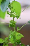 Image de Acalypha mexicana Müll. Arg.